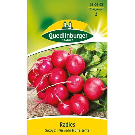 Quedlinburger Saatgut – Radis Saxa 2 – Graines de légumes, radis rouge croquant, pour culture très précoce (1/2)