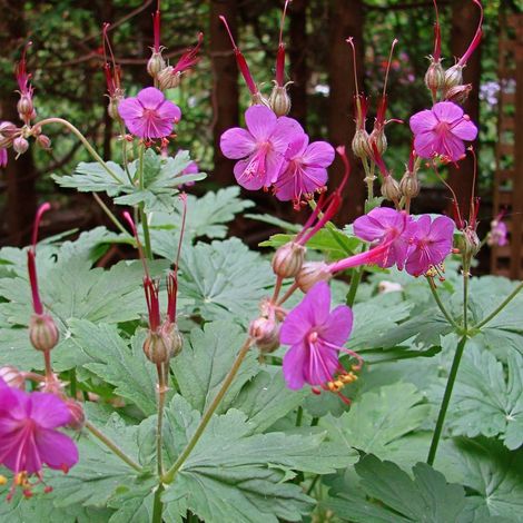 Géranium à grosses racines macrorrhizum Bevan's Variety | Conditionnement: Lot de 5 godets