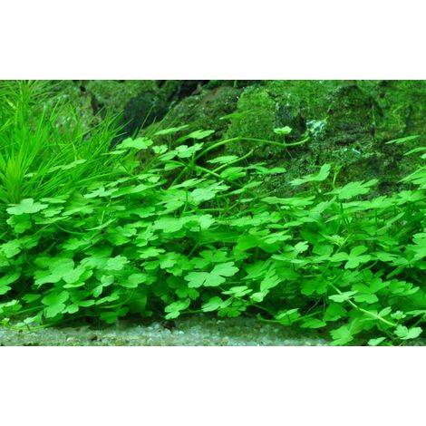 Aquarium Pflanze Hydrocotyle tripartita Nr.339B