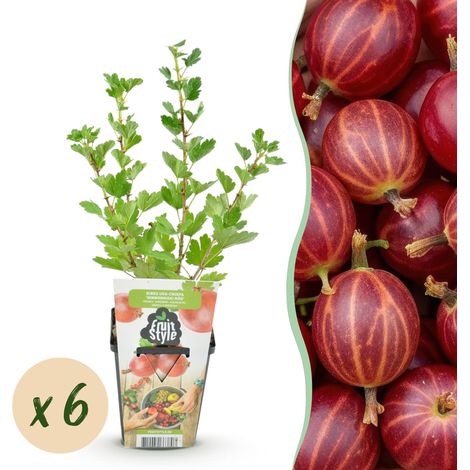 Lot de 6 Groseilliers à Maquereau Hinnonmaki Rod - Fruits Rouges Sucrés - Pot de 9 cm - PANGIVO (1/5)