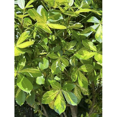 Pseudopanax 'Goldsplash ' Pot de 3L/4L