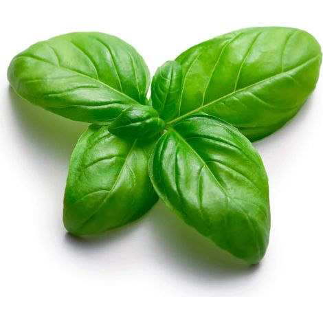 Graines en sachet hermétique, Qualité supérieure, Germination 95%, Instructions incluses, Made in Italy (BASILIC GENOVESE) (1/5)