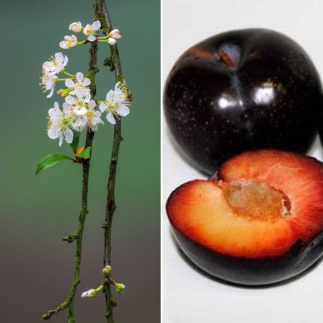 Planta Frutal Ciruelo Black Diamond. Piel Negra. 80 - 100 Cm
