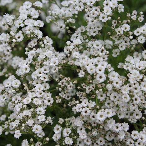 4 x Gypsophile paniculé 'Schneeflocke' - godet 9x9 cm (1/4)