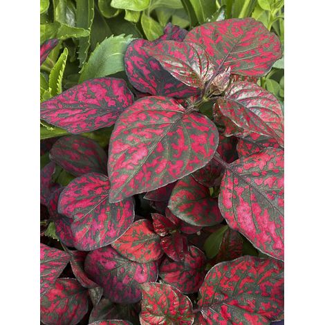 Plante aux ephélides 'Hippo Red' Mini-motte Ø 3/4 cm, Plant vert de 5 à 10 cm de haut (par 3)