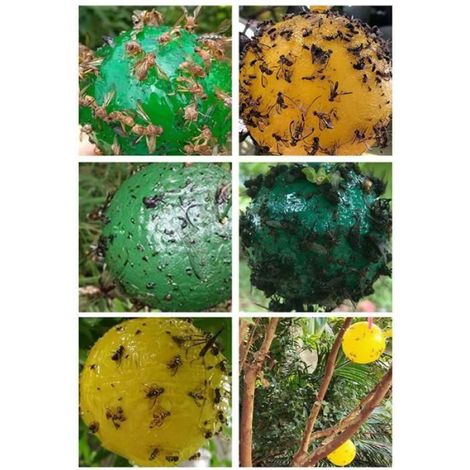 4 pièces Boule de piège à Mouches Suspendue, piège à Mouches, piège Collant Attrape-Mouches à Fruits PIEGE POUR NUISIBLE DE LA MAIS (1/4)