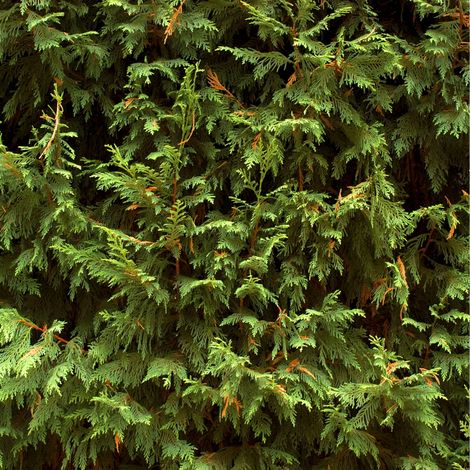 Cyprès de Leyland - Cupressocyparis leylandii 100cm en pot (1/4)