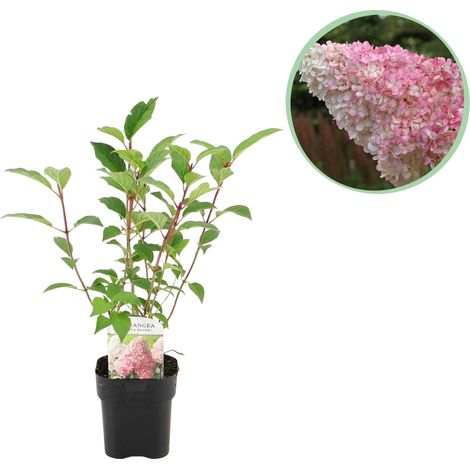 Hortensia Paniculé Vanille Fraise - Hydrangea Paniculata Blanc et Rose - 1 Plante Pot 17cm H50cm - PANGIVO (1/5)