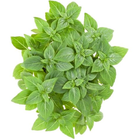 Graines en sachet hermétique, Qualité supérieure, Germination 95%, Instructions incluses, Made in Italy (BASILIC GREC AROMATIQUE FIN) (1/5)