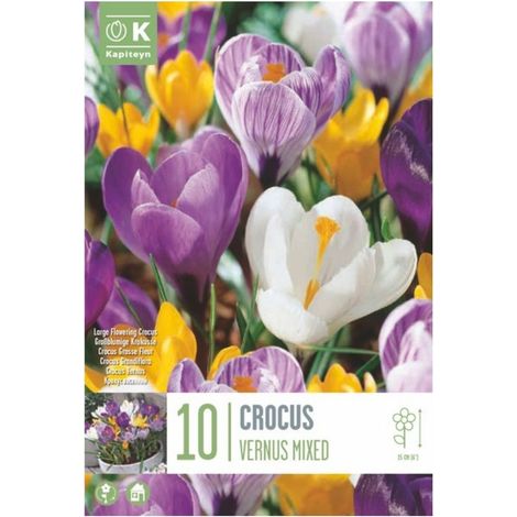 Bulbi di Crocus Mixed 10 pz Kapiteyn