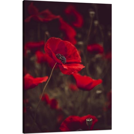 Leinwanddruck Botanik Rote Mohnblumen 80x120 cm