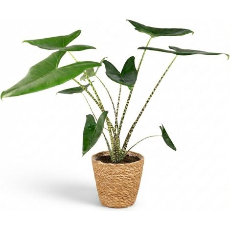 Alocasia Zebrina Plante d'intérieur Oreille d'éléphant avec Panier Jonc de Mer Pot 21 cm 70-75 cm - PANGIVO (1/4)