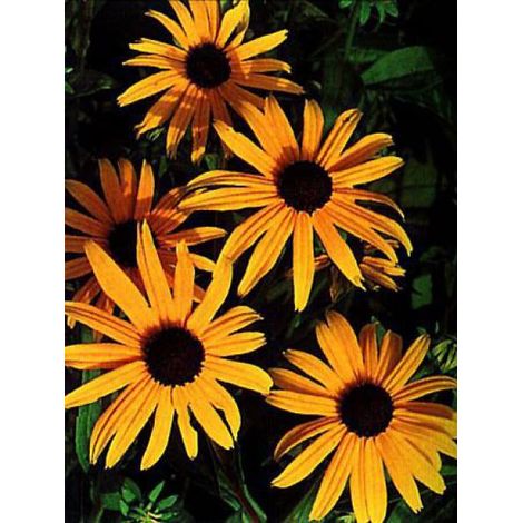 Rudbeckia fulgida  'Goldsturm' Godet de 8/9 cm (1/4)