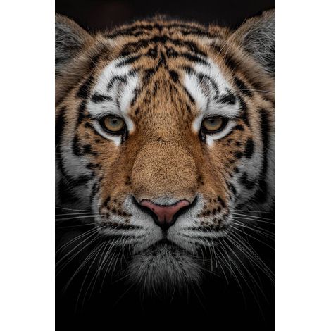 Tableau sur toile portrait d'un tigre 65x97 cm - Impression sur Toile Murale Décorative - Image imprimée en HD sur Toile - Toile sur Châssis en Bois FSC - Fabriqué en France (1/5)