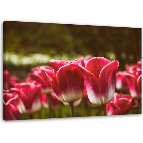 Quadro su tela, Fiore di tulipano rosso - 100x70 (1/5)