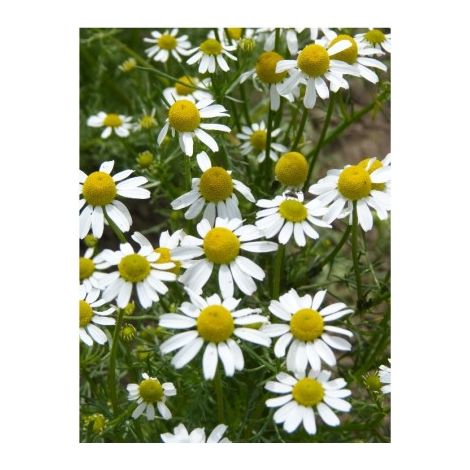 Camomille Allemande (Matrica Chamomilla) - 3g