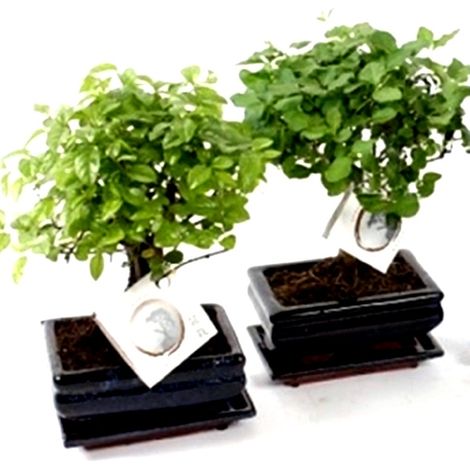 Planta Bonsai Mix en Maceta M15
