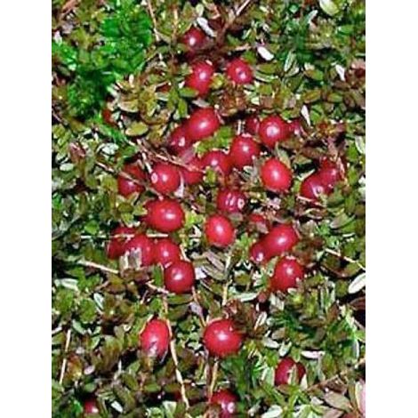 Canneberge, Airelle à gros fruits Pot de 1,5L/2L, Buisson