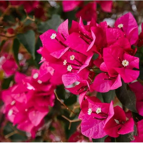 Bougainvillea 3 cuttings pink