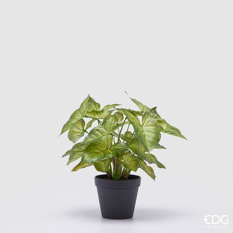 EDG Enzo De Gasperi Caladium con Vaso Artificiale H 33 Cm Green