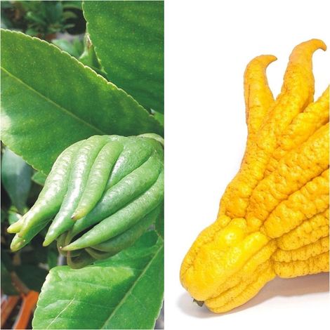 Planta de Frutal Mano de Buda Cidro Digitado. Altura �rbol 80 - 100 Cm