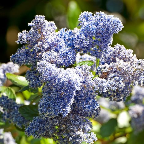 Lilas de Californie blue mound - Ceanothus blue mound Pot 3L (1/2)
