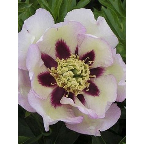 Pivoine 'Pastel Splendor' Pot de 2L/3L