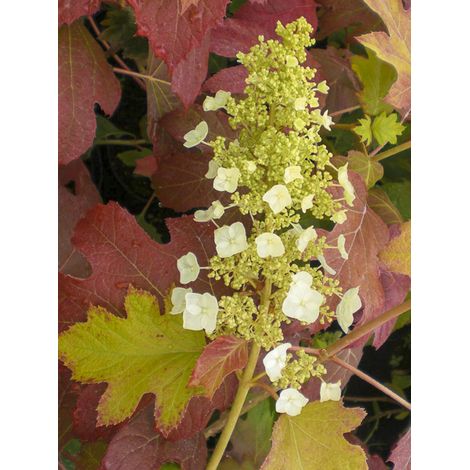 Hortensia à feuilles de chêne 'Burgundy' Pot de 2L/3L (1/2)