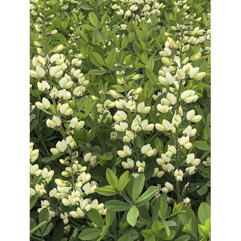 Lupin indigo 'Decadence Vanilla Cream' Godet de 8/9 cm (1/2)