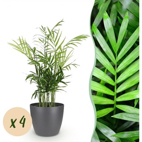 Lot de 4 Plantes d'Intérieur Chamaedorea elegans Palmier Nain avec Pot Gris 12cm Hauteur 15cm - PANGIVO (1/5)