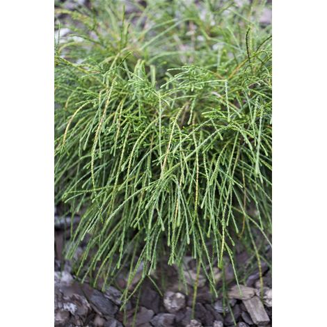 Zwerg-Lebensbaum 'Whipcord' Thuja plicata 'Whipcord' C 20- 30