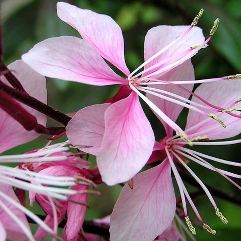 Gaura Rose Compact/Pot de 3L - 20/40 cm