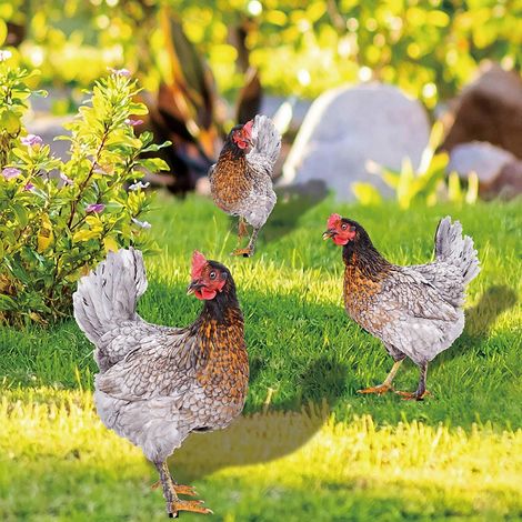 Piquets décoratifs de jardin en forme de coq, décoration extérieure, ornements de poulet - 7 (1/4)