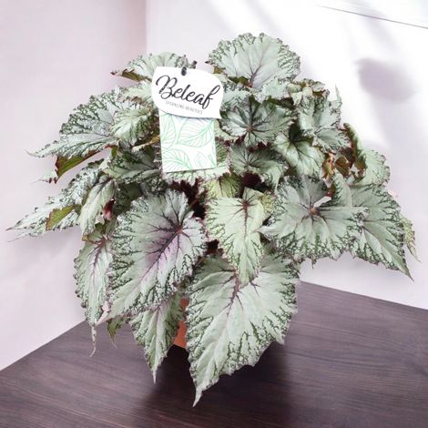 Gardenaria Begonia rex 'Asian tundra' - Pianta da interno ornamentale - Altezza: 22 cm (vaso 12) (1/5)