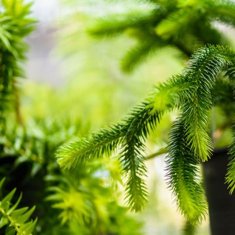 Cryptoméria du Japon Little Champion - Cryptomeria japonica Little Champion 15/25cm Pot 2,5L