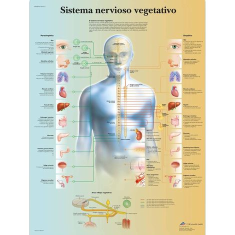 3B Scientific VR3610L - Poster anatomico, sistema nervoso vegetativo
