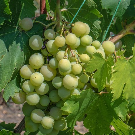 Pied de vigne Lakemont Blanc - Vitis Lakemont 60 cm Pot 15,5cm