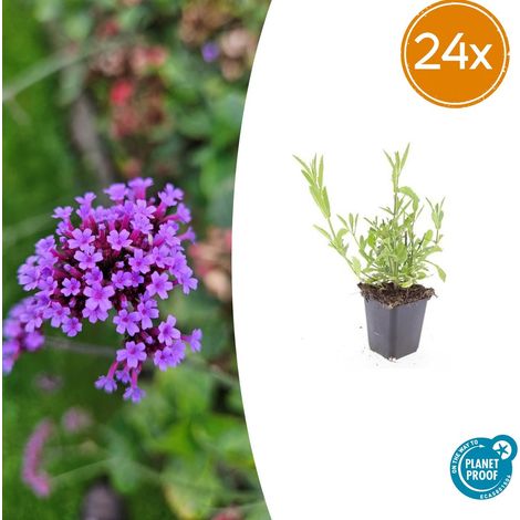 Lot de 24 Verbena bonariensis Verveine de Buenos Aires Vivace Fleurs Violettes H10-25cm Ø9cm - PANGIVO (1/5)