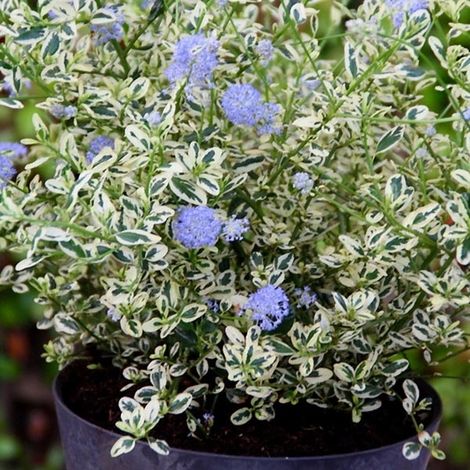 Céanothe de Santa Barbara, Lilas de Californie 'Cool Blue ' Pot de 4L/5L 40/50cm
