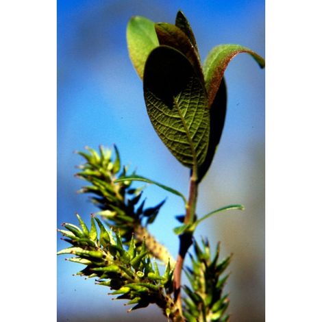 Planta de Salix Atrocinerea - Sarga Negra. Altura 20 - 30 Cm