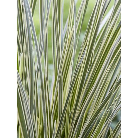 Lomandra 'White Sands' Pot de 2L/3L (1/2)