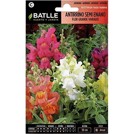 Semillas Batlle - Antirrino Semi ENANO f. gde Vdo (1/2)