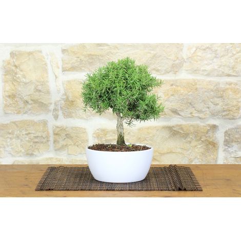 Bonsai di Rosmarino in ciotola bassa (1/4)