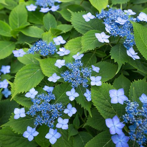 Hortensia serrata Annie's Blue Pot de 2L/3L