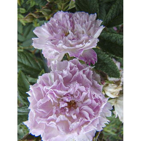 Rosier arbuste 'Jean de Bruges' Pot de 4L/5L