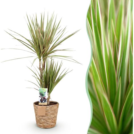 Dracaena Marginata Bicolor Dragonnier Plante d'intérieur avec Panier - Hauteur 70-75cm - Pot 17cm - PANGIVO (1/5)