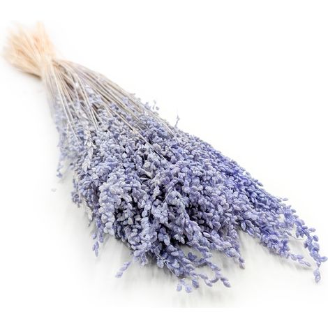 Briza Minima – Getrockneter Mini – Lavendel (1/5)