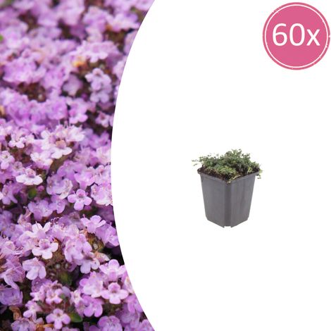 Thym Rampant Purple Beauty Plante Couvre-Sol Vivace Fleurs Violettes Lot de 60 Pots Ø 9 cm (1/5)