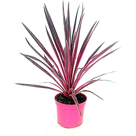 Planta Natural Cordeline Pink Pasion en Maceta M20