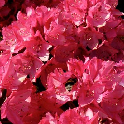 Rhododendron 'Nova Zembla' - 60-80 cm pot (1/4)